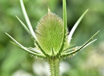 Teasel, Belfast harbour (July 2017) © Albert Bridge :: Geograph Britain and Ireland Teasel, Belfast harbour (July 2017)... 