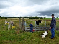Looking at a foal and donkeys,... © Kenneth  Allen :: Geograph Britain and Ireland Looking at a foal and donkeys,...... 