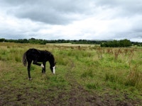 Having a scratch, Mullagmore © Kenneth  Allen :: Geograph Britain and Ireland Having a scratch, Mullagmore &copy; Kenneth  Allen