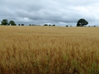 Corn field, Drumragh (Cadwell) © Kenneth Allen :: Geograph Britain and Ireland Corn field, Drumragh (Cadwell) &copy; Kenneth  Allen