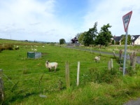 Sheep, Carrickadartan (C) Kenneth  Allen :: Geograph Britain and Ireland Sheep, Carrickadartan (C) Kenneth  Allen