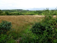 Rushy ground, Aghakinmart © Kenneth Allen cc-by-sa/2.0 :: Geograph Britain and Ireland Rushy ground, Aghakinmart &copy; Kenneth... 