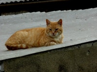Cat on a (hot) tin roof, Mullagharn... © Kenneth Allen :: Geograph Britain and Ireland Cat on a (hot) tin roof, Mullagharn...... 