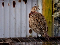 Hen pheasant, Archill © Kenneth Allen cc-by-sa/2.0 :: Geograph Britain and Ireland Hen pheasant, Archill &copy; Kenneth  Allen... 