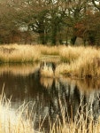 Moorland pond, 2 © Jonathan Billinger :: Geograph Britain and Ireland Moorland pond, 2 &copy; Jonathan Billinger