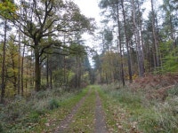 Woodland path © Robert Graham cc-by-sa/2.0 :: Geograph Britain and Ireland Woodland path &copy; Robert Graham cc-by-sa/2.0