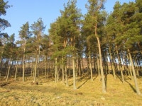 Braeminzion Plantation © Scott Cormie cc-by-sa/2.0 :: Geograph Britain and Ireland Braeminzion Plantation &copy; Scott Cormie cc... 