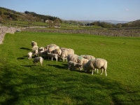 Sheep feeding near Hawkswick Head © Stephen Craven cc-by-sa/2.0 :: Geograph Britain and Ireland Sheep feeding near Hawkswick... 