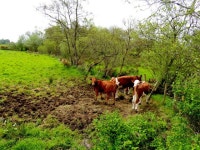 Cattle, Drumnakilly © Kenneth Allen :: Geograph Britain and Ireland Cattle, Drumnakilly &copy; Kenneth  Allen