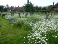 Ox-eye daisies in Headcorn Churchyard © Marathon :: Geograph Britain and Ireland Ox-eye daisies in Headcorn Churchyard... 