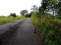Tycanny Road, Tycanny © Kenneth Allen :: Geograph Britain and Ireland Tycanny Road, Tycanny &copy; Kenneth  Allen