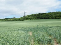 Wheat field on north side of Dunstable... © Trevor Littlewood cc-by-sa/2.0 :: Geograph Britain and Ireland Wheat field on north... 