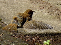 Newly fledged robin spreads its wing on... © Kenneth Allen :: Geograph Britain and Ireland Newly fledged robin spreads its wing... 