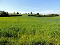 Crop field, Drumnahoe (C) Kenneth  Allen :: Geograph Britain and Ireland Crop field, Drumnahoe (C) Kenneth  Allen