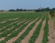 Farmland at Waxham (C) Mat Fascione :: Geograph Britain and Ireland Farmland at Waxham (C) Mat Fascione