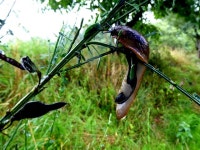Slug on a broom plant, Mullaghmore © Kenneth Allen :: Geograph Britain and Ireland Slug on a broom plant, Mullaghmore... 