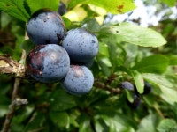 Blackthorn berries, Rosnamuck © Kenneth Allen cc-by-sa/2.0 :: Geograph Britain and Ireland Blackthorn berries, Rosnamuck... 