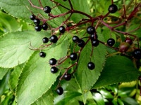 Elder berries, Rosnamuck © Kenneth Allen :: Geograph Britain and Ireland Elder berries, Rosnamuck &copy; Kenneth  Allen