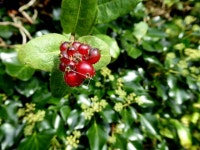 Honeysuckle berries, Rosnamuck © Kenneth Allen cc-by-sa/2.0 :: Geograph Britain and Ireland Honeysuckle berries, Rosnamuck... 