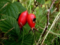 Rose hips, Rosnamuck © Kenneth Allen cc-by-sa/2.0 :: Geograph Britain and Ireland Rose hips, Rosnamuck &copy; Kenneth  Allen cc... 