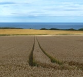 Farmland next to the A1068 © Mat Fascione cc-by-sa/2.0 :: Geograph Britain and Ireland Farmland next to the A1068 &copy; Mat... 