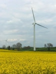 Wind turbine in a field of oilseed rape © Graham Hogg :: Geograph Britain and Ireland Wind turbine in a field of oilseed rape... 