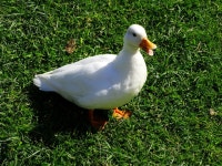 Call duck, Holme Lacy hotel lake © Brian Robert Marshall... Ireland Call duck, Holme Lacy hotel lake &copy; Brian Robert Marshall