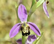 Bee orchid, Belfast harbour estate (June... © Albert Bridge cc-by-sa/2.0 :: Geograph Britain and Ireland Bee orchid, Belfast... 