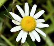 Mayweed, Creightons Wood, Holywood... © Albert Bridge cc-by-sa/2.0 :: Geograph Britain and Ireland Mayweed, Creightons Wood... 