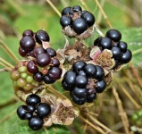 Blackberries, Belfast harbour - August... © Albert Bridge cc-by-sa/2.0 :: Geograph Britain and Ireland Blackberries, Belfast... 
