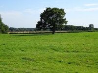 Tree in a ridge and furrow field © Ian Calderwood :: Geograph Britain and Ireland Tree in a ridge and furrow field &copy; Ian... 