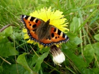 Small tortoiseshell butterfly,... © Kenneth Allen :: Geograph Britain and Ireland Small tortoiseshell butterfly,...... 