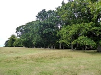 Trees on the northern edge of Petworth... © Oliver Dixon :: Geograph Britain and Ireland Trees on the northern edge of Petworth.... 