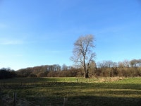 Lone tree © Robert Graham :: Geograph Britain and Ireland Lone tree &copy; Robert Graham