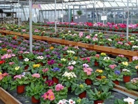 Primrose hybrids in Lealans Garden... © Roger Kidd cc-by-sa/2.0 :: Geograph Britain and Ireland Primrose hybrids in Lealans... 