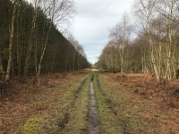 Woodland track © David Lally :: Geograph Britain and Ireland Woodland track &copy; David Lally