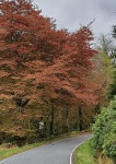 Copper beeches coming into leaf © Patrick Mackie cc-by-sa/2.0 :: Geograph Britain and Ireland Copper beeches coming into leaf... 