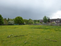 Buttercups in a horse pasture (C) Marathon :: Geograph Britain and Ireland Buttercups in a horse pasture (C) Marathon