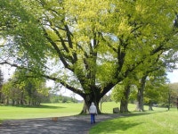 Parkland trees at Tollymore © Eric Jones cc-by-sa/2.0 :: Geograph Britain and Ireland Parkland trees at Tollymore &copy; Eric... 