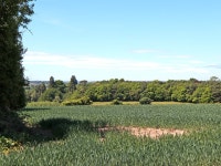 Shropshire crop fields north of Ackleton © Roger Kidd cc-by-sa/2.0 :: Geograph Britain and Ireland Shropshire crop fields north... 