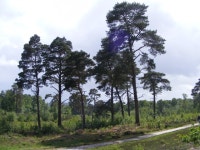 Cleared section of Iping common © Martyn Pattison cc-by-sa/2.0 :: Geograph Britain and Ireland Cleared section of Iping common... 