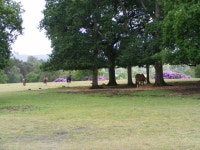 Horses in their paddock at Fitzhall © Martyn Pattison cc-by-sa/2.0 :: Geograph Britain and Ireland Horses in their paddock at... 