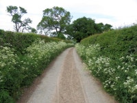 Lane in springtime © John H Darch cc-by-sa/2.0 :: Geograph Britain and Ireland Lane in springtime &copy; John H Darch cc-by-sa/2.0