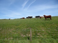 Cattle pasture beside Offas Dyke Path... © Jeremy Bolwell cc-by-sa/2.0 :: Geograph Britain and Ireland Cattle pasture beside... 