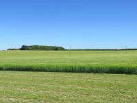 Barley, plantation and distant turbines © John Sutton :: Geograph Britain and Ireland Barley, plantation and distant turbines... 