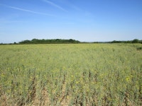 Field of oilseed rape and Dembleby Gorse © Jonathan Thacker :: Geograph Britain and Ireland Field of oilseed rape and Dembleby... 