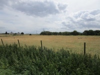 Sheep grazing, Marshland St. James © Jonathan Thacker cc-by-sa/2.0 :: Geograph Britain and Ireland Sheep grazing, Marshland St.... 