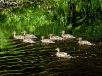 Eight ducklings on the Camowen River,... © Kenneth  Allen :: Geograph Britain and Ireland Eight ducklings on the Camowen River... 