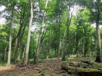 Beech trees in Owler Car Wood © Stephen Ostler :: Geograph Britain and Ireland Beech trees in Owler Car Wood &copy; Stephen Ostler