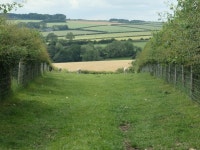 Rams grazing near Cattle Bank © Christine Johnstone cc-by-sa/2.0 :: Geograph Britain and Ireland Rams grazing near Cattle Bank... 